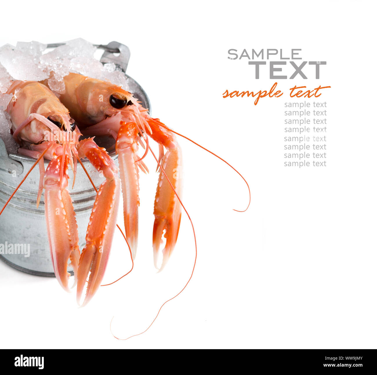 Rohe Scampi auf Eis in einem Eimer weiß isoliert Stockfoto