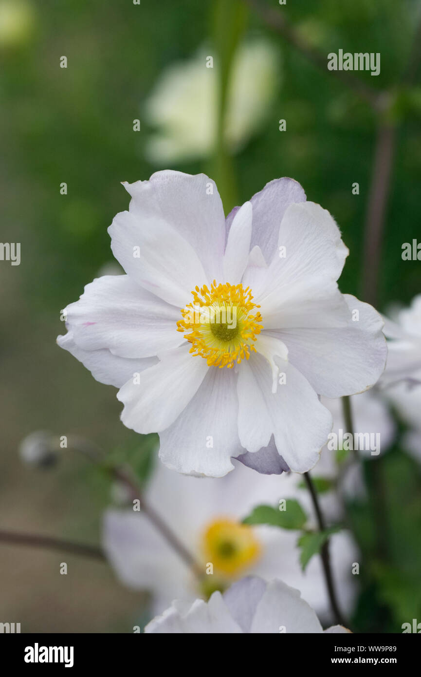 Anemone "Dreaming Schwan" Blumen. Stockfoto