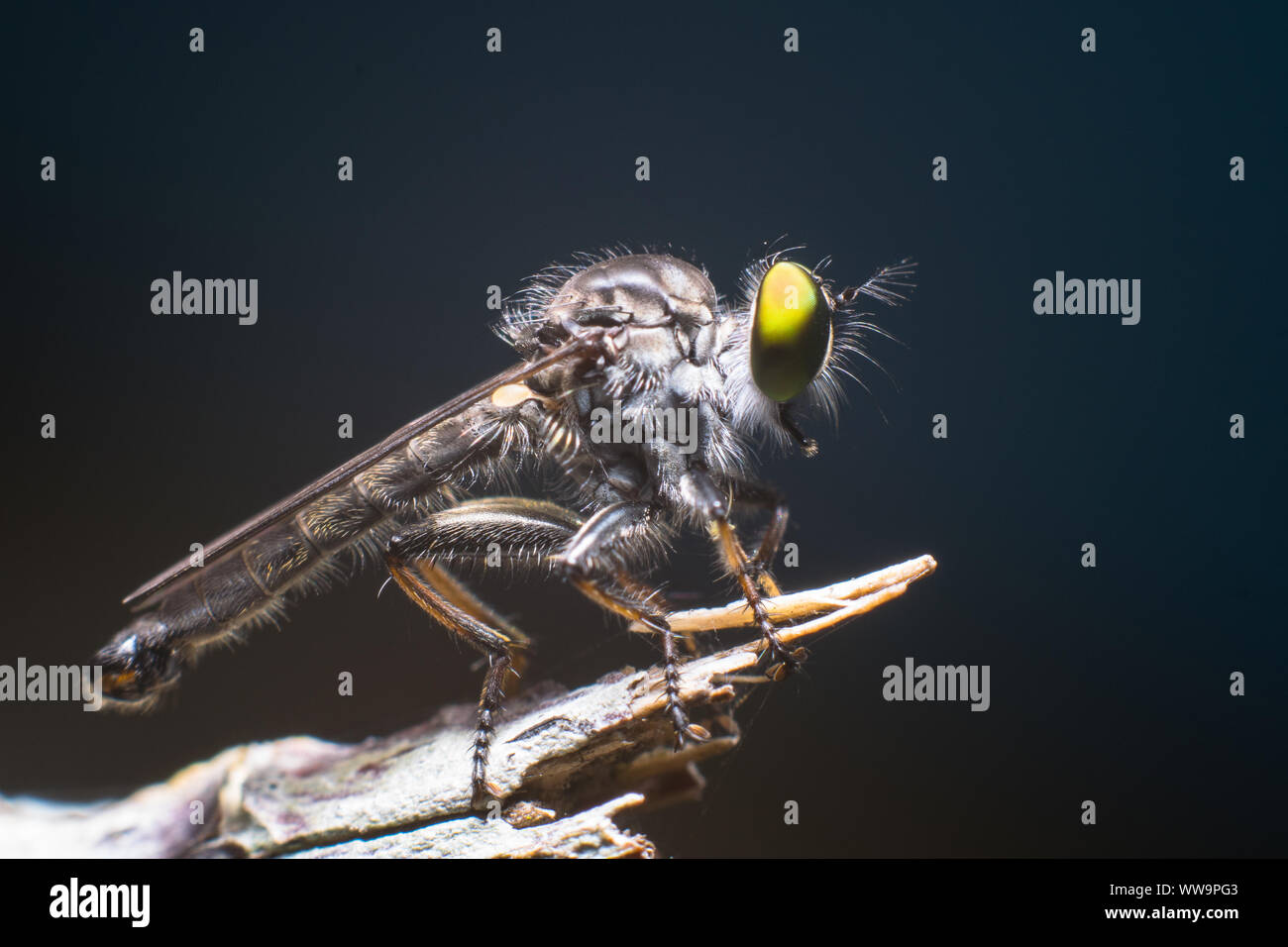 Die Asilidae sind die Räuber fliegen Familie, auch genannt Assassin fliegt. Sie sind kräftig gebaut, borstige fliegt mit einem kurzen, stout Rüssel umschließenden t Stockfoto