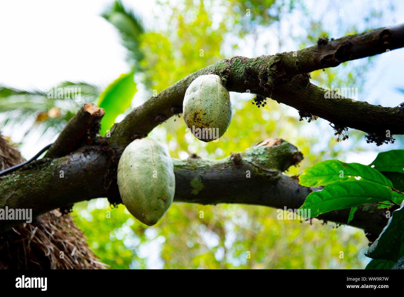 Kakaofrüchte auf einem Baum Stockfoto