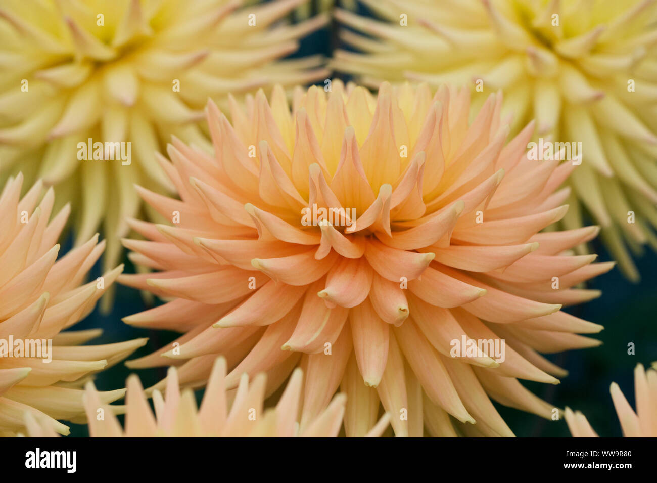 Dahlie 'Cherwell Goldcrest' Blumen. Stockfoto