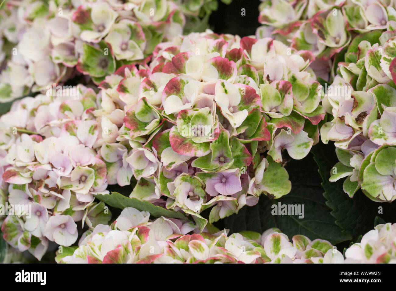 Blumen Hydrangea macrophylla 'Magischen Revolution'. Stockfoto