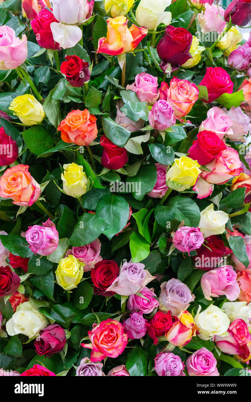 Wunderschöne Rosen Hintergrund. Blumen abstrakt Hintergrund für Hochzeit und Engagement. Stockfoto