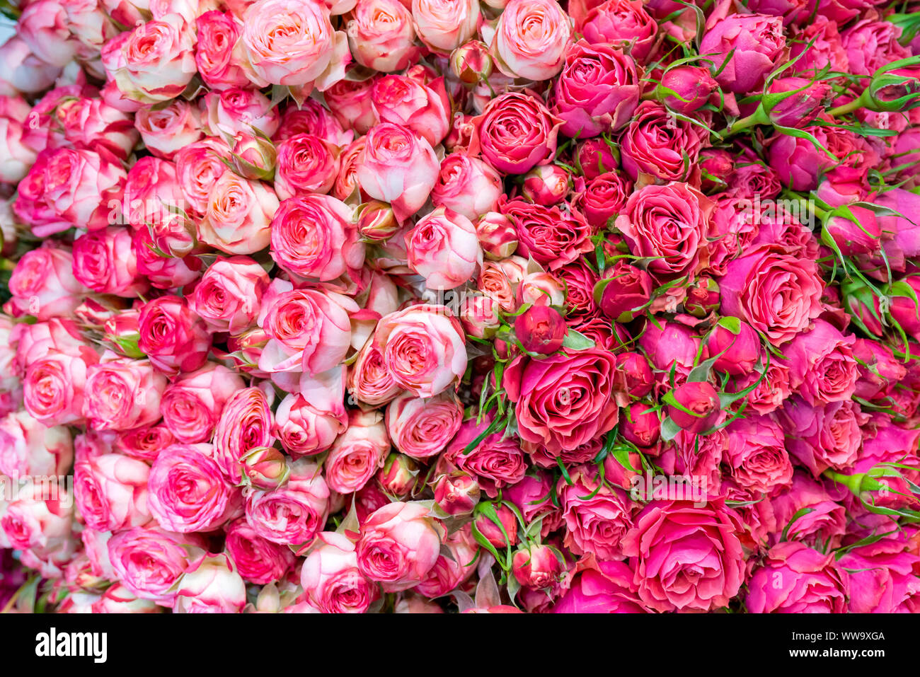 Schöne rosa Rosen Hintergrund. Blumen abstrakt Hintergrund für Hochzeit und  Engagement Stockfotografie - Alamy