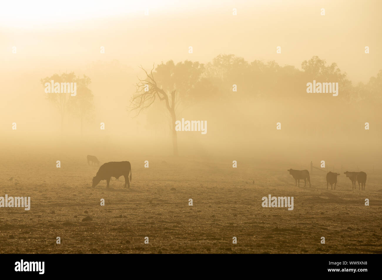 Angus Rinder in den nebligen Morgen Licht auf ein Vieh Eigenschaft in Queensland, Australien, in trockenen Dürre mit sehr wenig füttern. Stockfoto