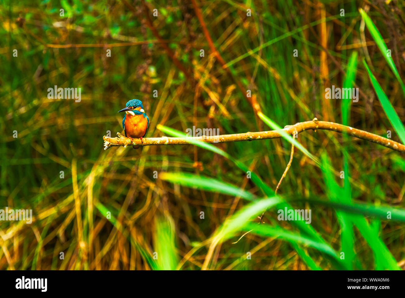 Thront Eisvogel Alcedo Atthis Stockfoto