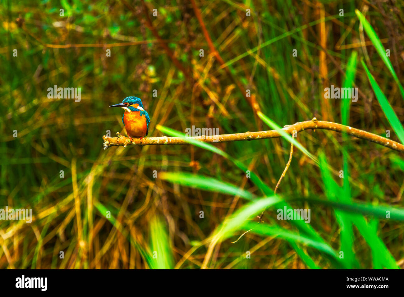 Thront Eisvogel Alcedo Atthis Stockfoto Thront Eisvogel Alcedo Atthis Stockfoto