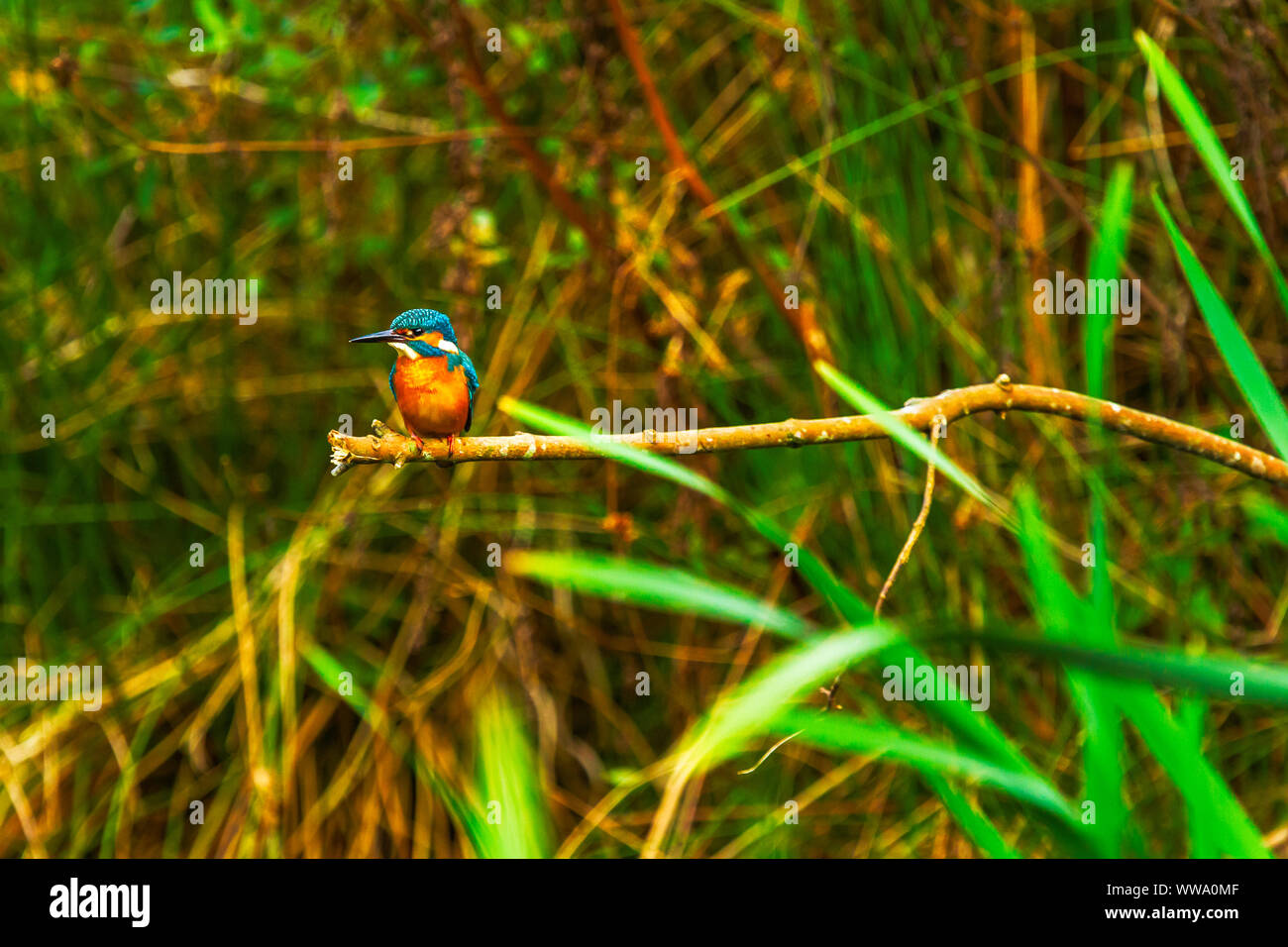 Thront Eisvogel Alcedo Atthis Stockfoto Thront Eisvogel Alcedo Atthis Stockfoto