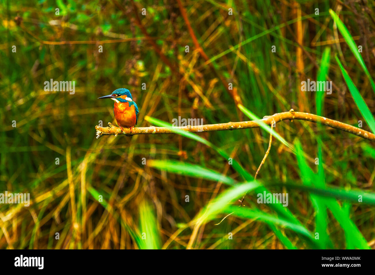 Thront Eisvogel Alcedo Atthis Stockfoto Thront Eisvogel Alcedo Atthis Stockfoto