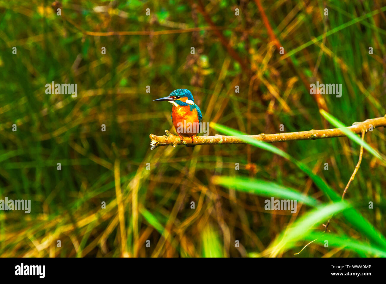 Thront Eisvogel Alcedo Atthis Stockfoto Thront Eisvogel Alcedo Atthis Stockfoto