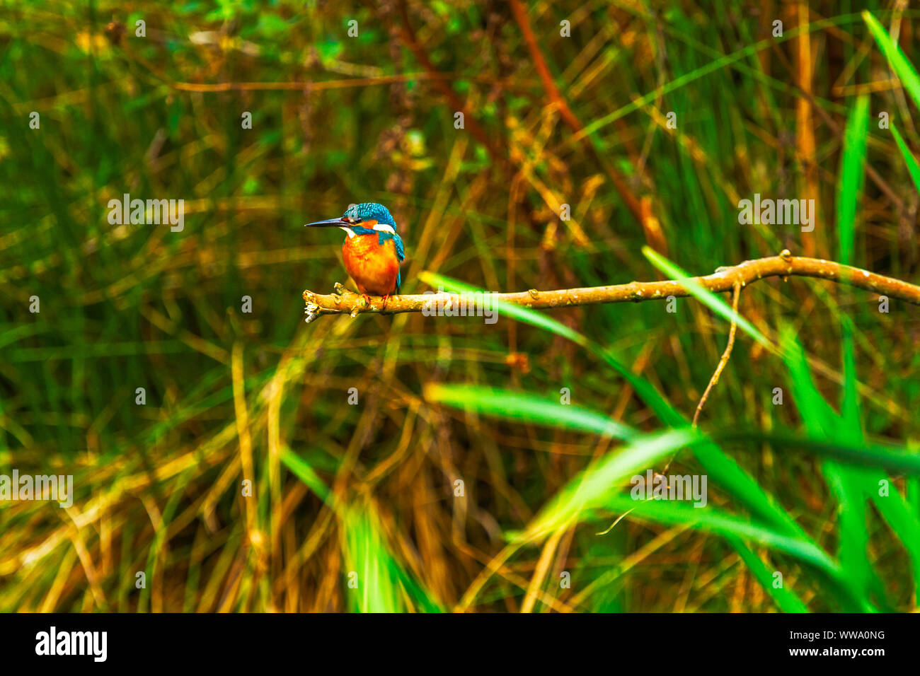 Thront Eisvogel Alcedo Atthis Stockfoto Thront Eisvogel Alcedo Atthis Stockfoto