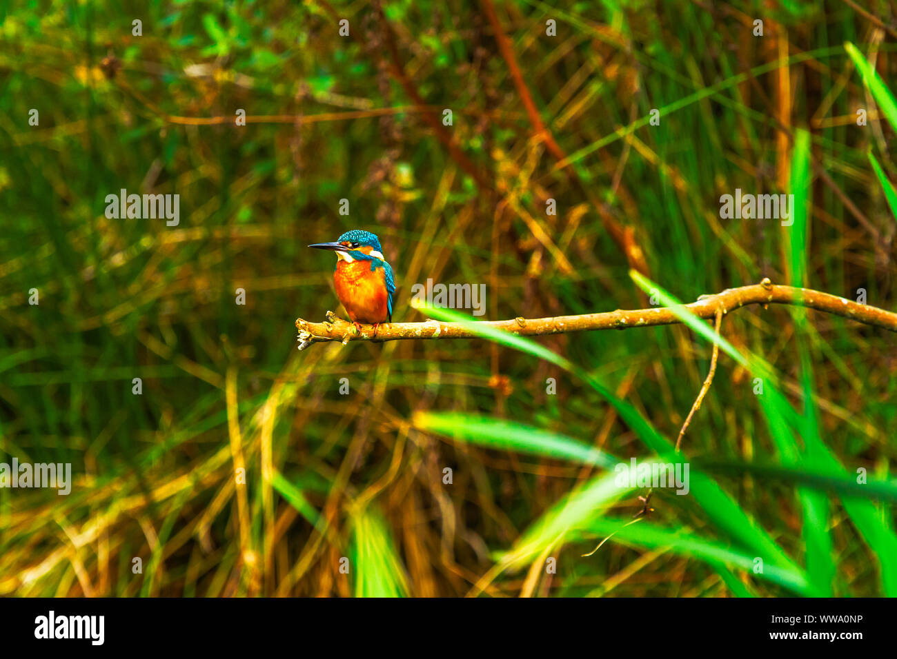 Thront Eisvogel Alcedo Atthis Stockfoto Thront Eisvogel Alcedo Atthis Stockfoto