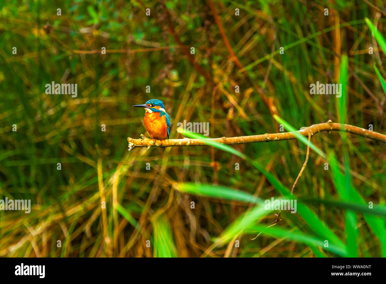 Thront Eisvogel Alcedo Atthis Stockfoto Thront Eisvogel Alcedo Atthis Stockfoto