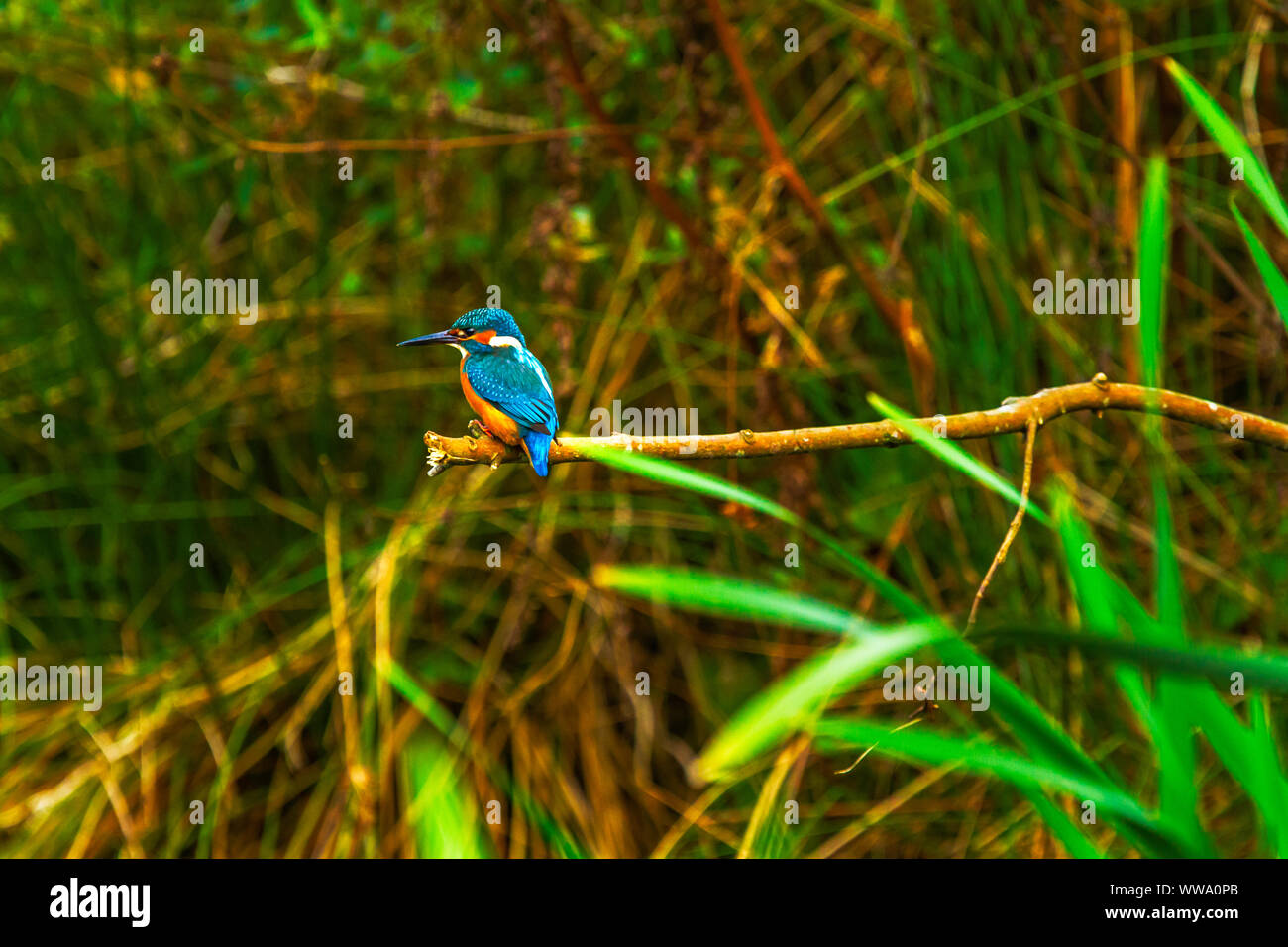 Thront Eisvogel Alcedo Atthis Stockfoto Thront Eisvogel Alcedo Atthis Stockfoto