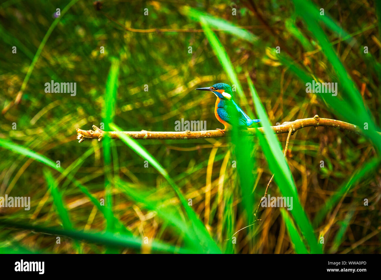 Thront Eisvogel Alcedo Atthis Stockfoto Thront Eisvogel Alcedo Atthis Stockfoto