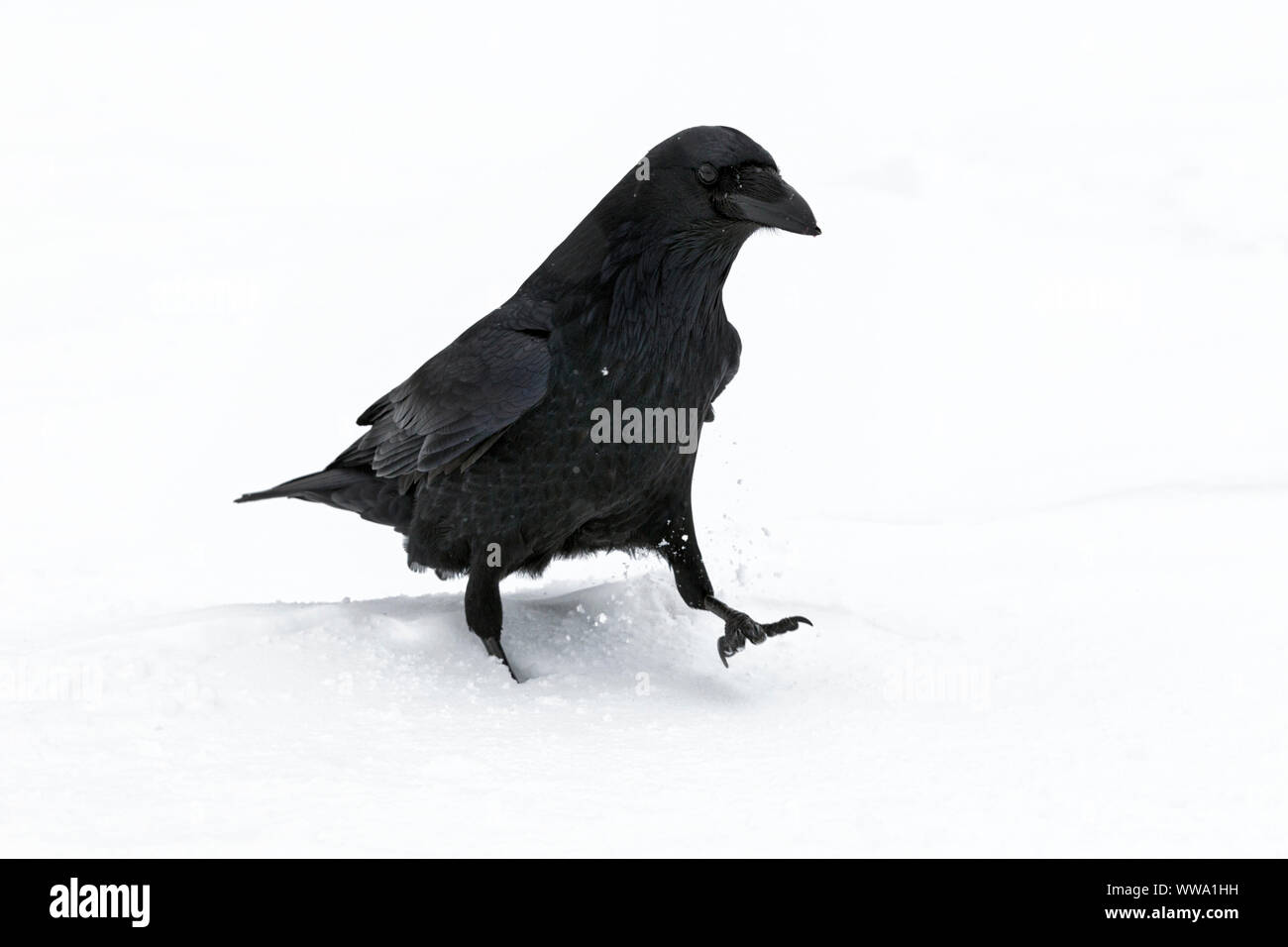 Raven, Corvus Corax, einen erwachsenen Vogel Wandern im Schnee während einer Schnee Dusche, Jasper, Kanada, November Stockfoto