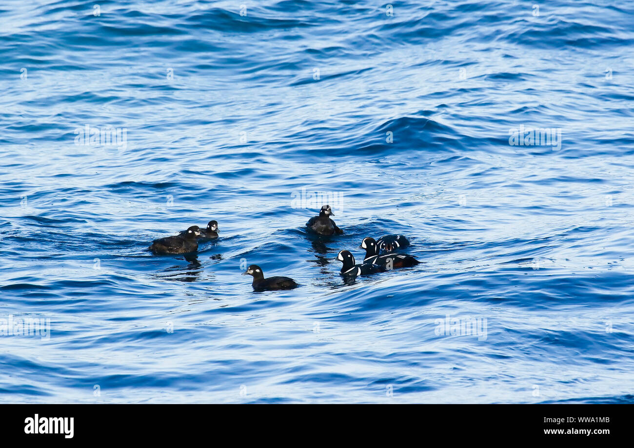 Gruppe von Harlequin Duck (Histrionicus histrionicus) Schwimmen im Meer. Proselochny Cordon. Lazovsky Nature Reserve, sikhote-alin Mountain Range. Japon Stockfoto