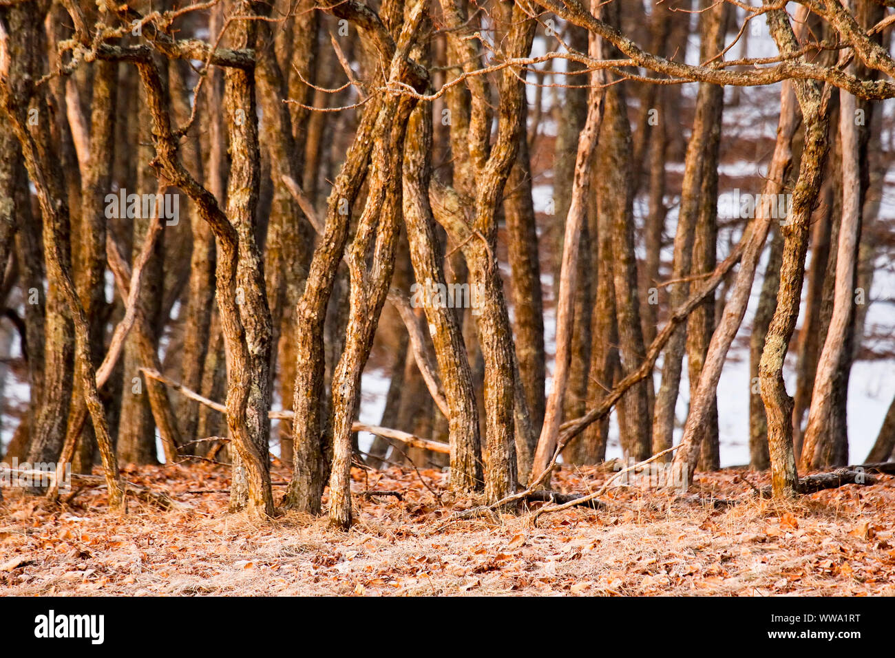 Proselochny Cordon. Lazovsky Nature Reserve, sikhote-alin Mountain Range. Japon Meer. Primorski Krai. Russland, Asien Stockfoto