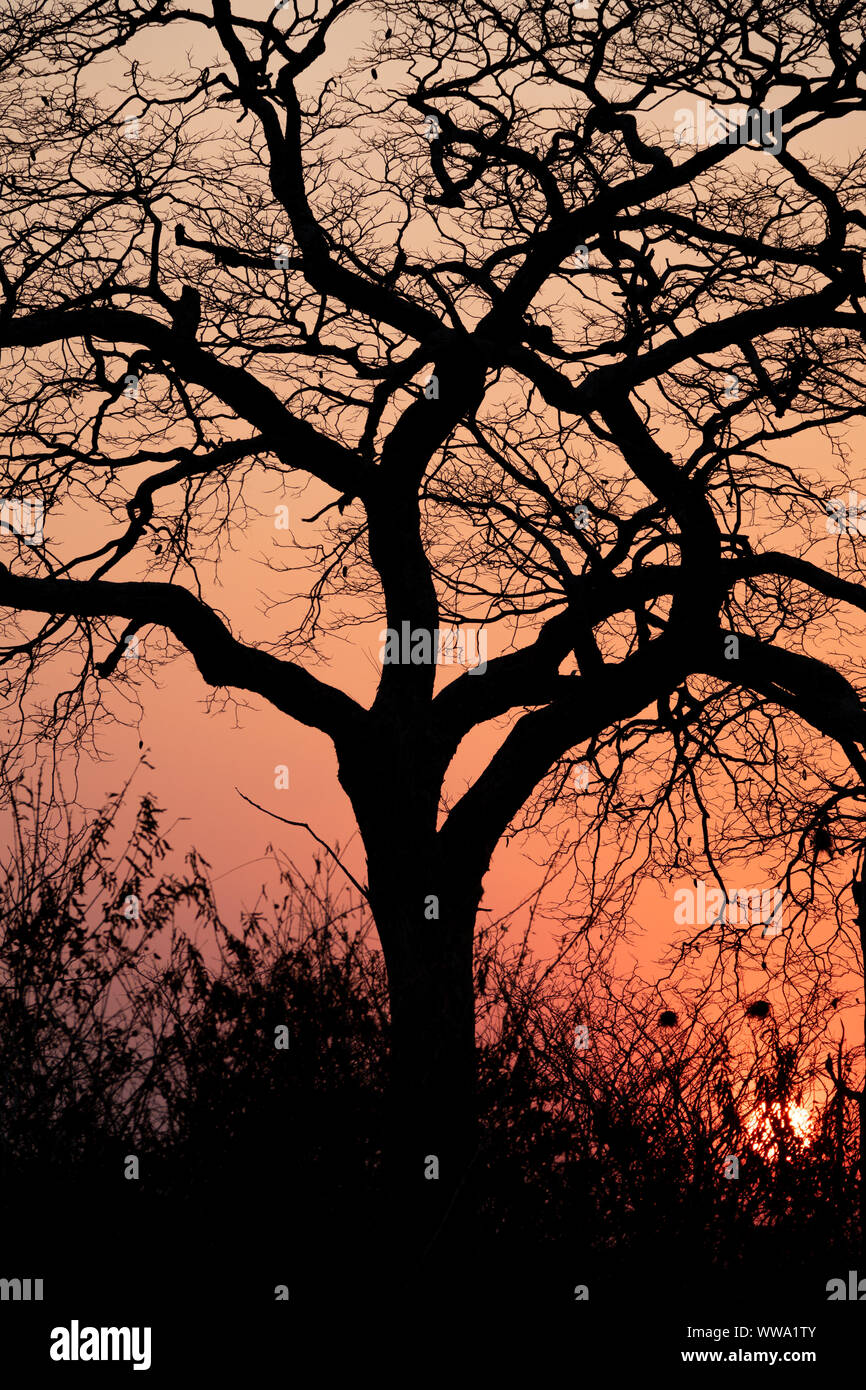 Schönen Sonnenuntergang mit orange Sonne und Baum, vertikalen Zusammensetzung Stockfoto