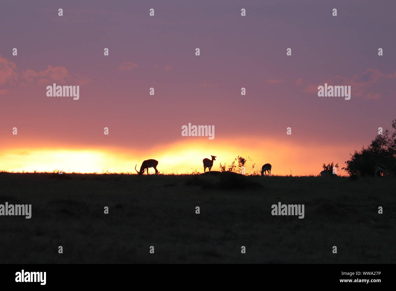 Impala Silhouetten im Abendlicht, Masai Mara National Park, Kenia. Stockfoto