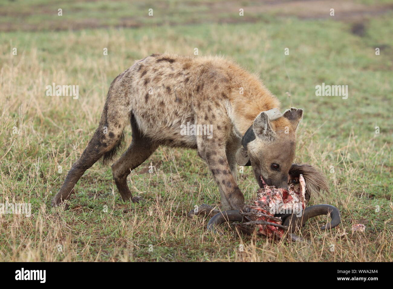 Tüpfelhyäne mit einem GPS-Halsband Fütterung auf ein Gnus Kopf, Masai Mara National Park, Kenia. Stockfoto