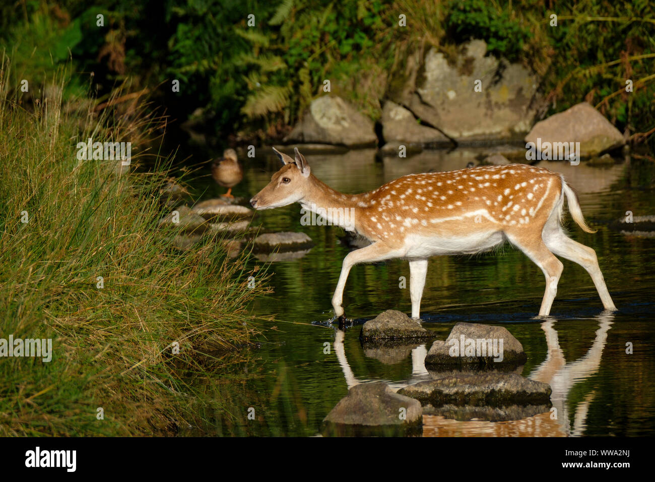 Ein damwild Kreuzung einen Stream. Stockfoto