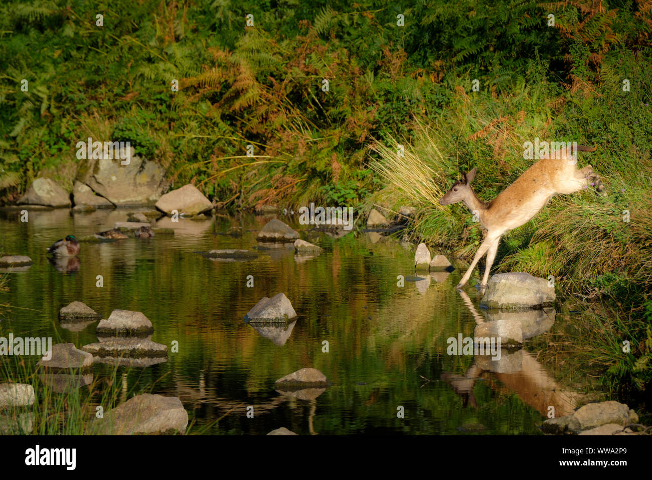 Ein junges Damwild springt in einen Bach. Stockfoto