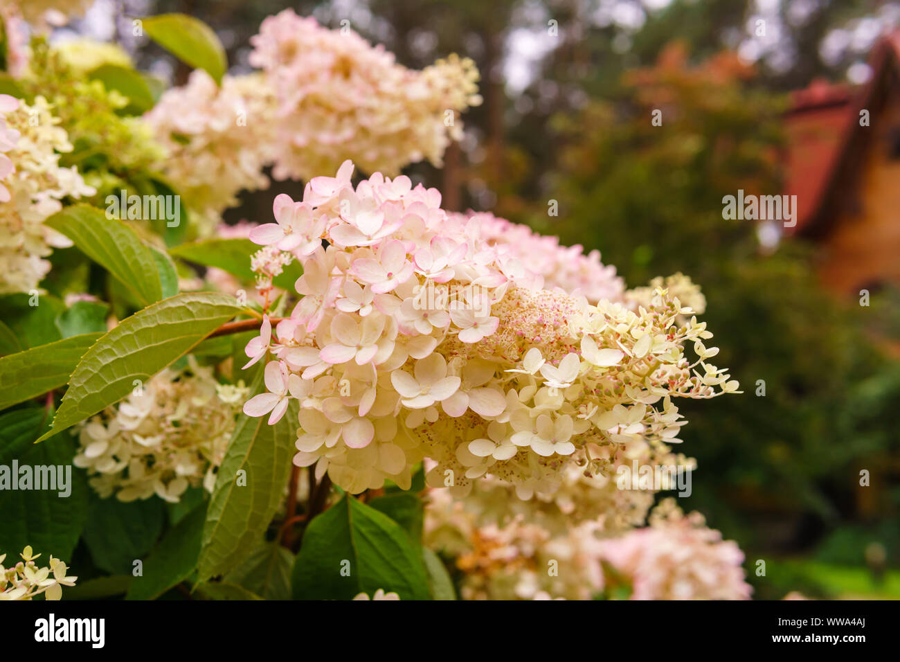 Blütenstand der Weiß-Rosa panicled Hortensienblüten close-up Stockfoto