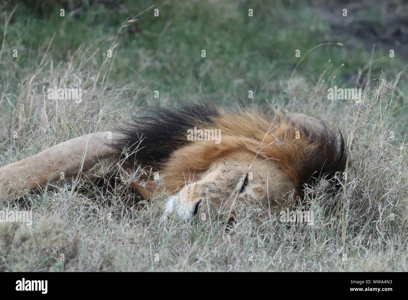 Männliche Löwen in der Savanne, Masai Mara National Park, Kenia. Stockfoto