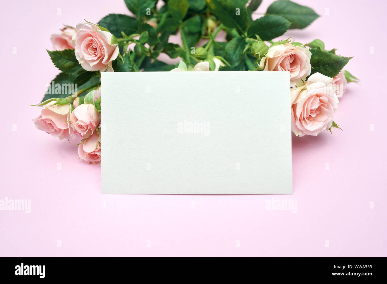 Mockup leeres weißes Blatt Papier und Knospen der Rosen, festlichen Hintergrund Kopie Raum Stockfoto