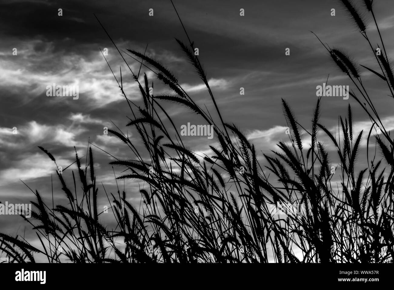 Blume der Mission Gras in Schwarz und Weiß Stockfoto