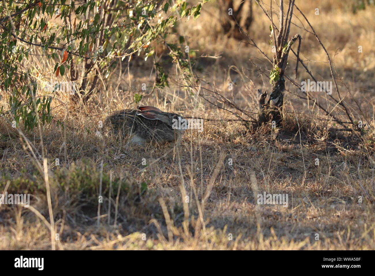 Hase versteckt im Gras, Masai Mara National Park, Kenia. Stockfoto