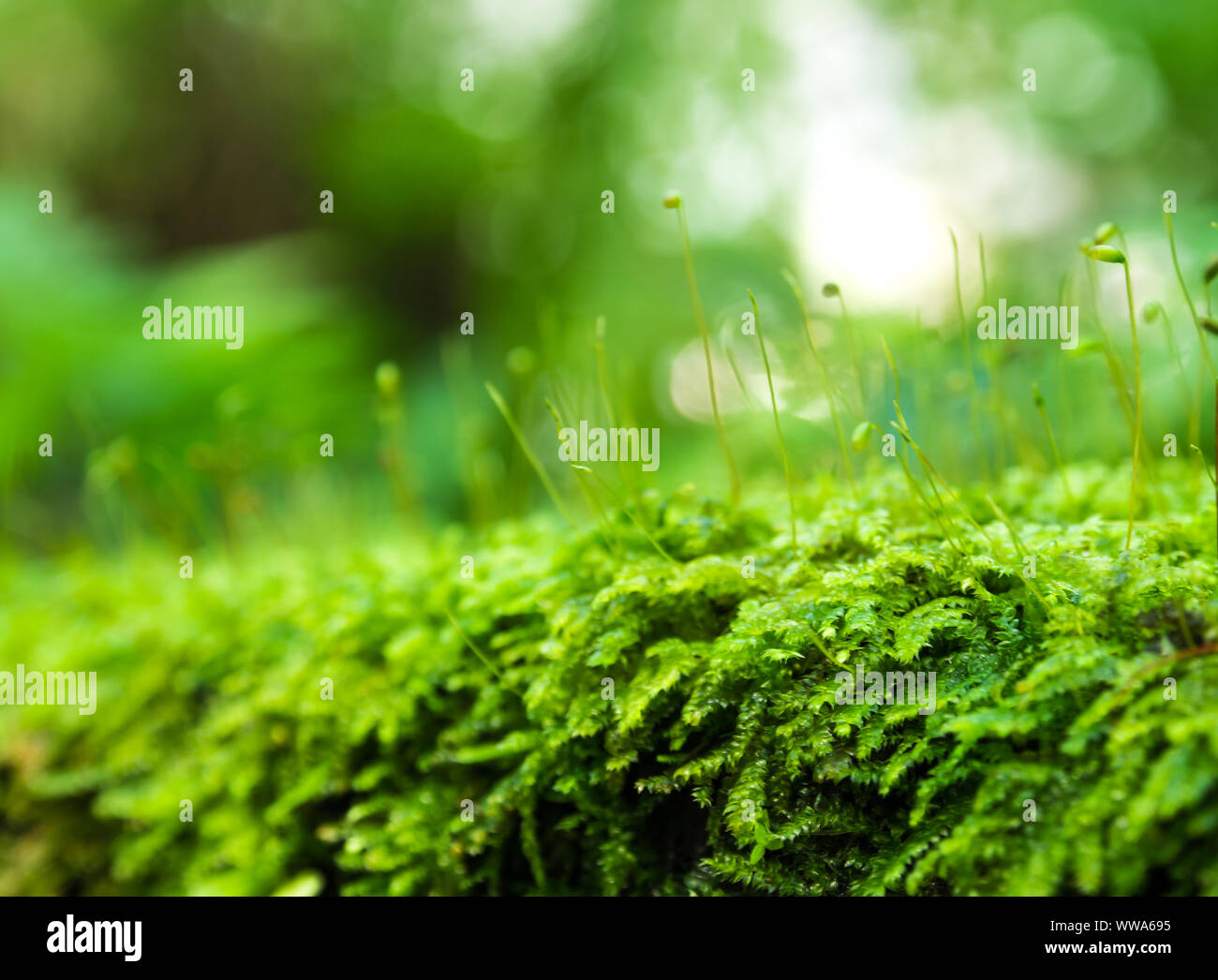 Nahaufnahme der Sporophyt Kapsel von Moos und Wassertropfen auf dem Boden wachsenden Stockfoto