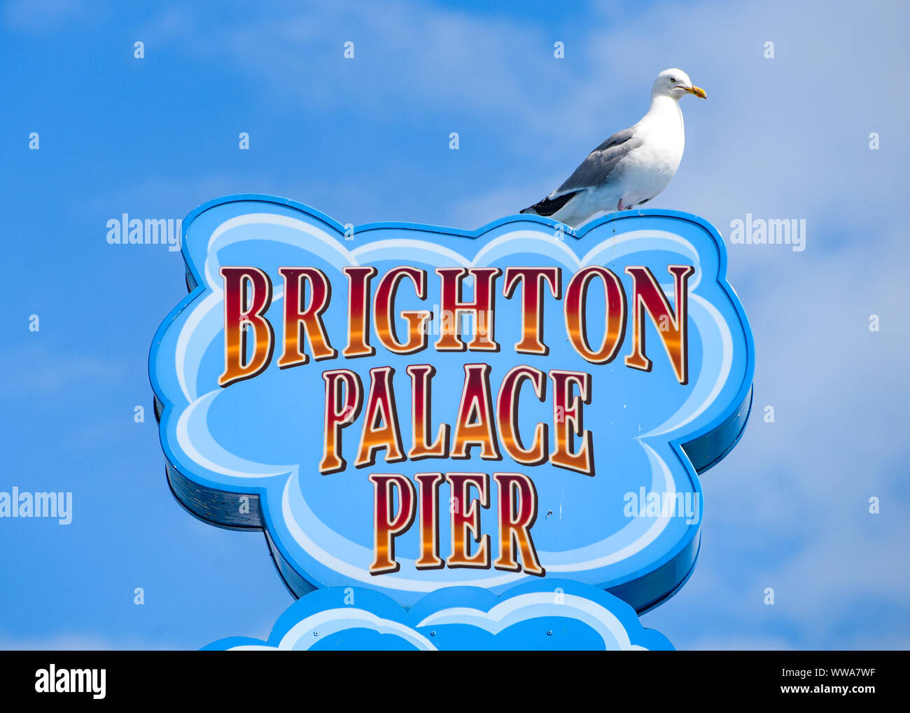 Brighton, England, August 2, 2019: eine Möwe sitzt auf einem Schild über Brighton Pier Stockfoto