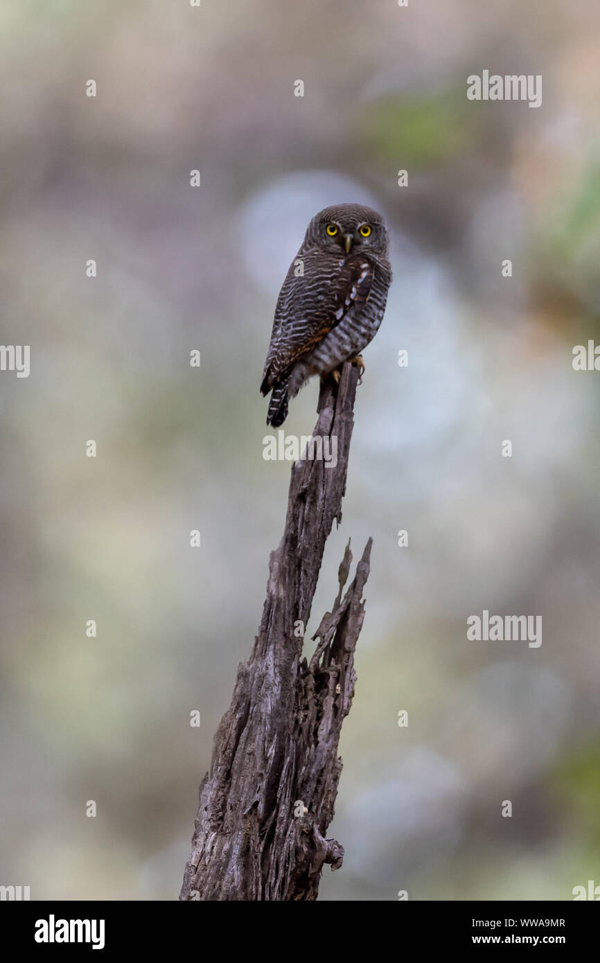Braun Hawk Owl (Ninox scutulata) Sitzstangen auf einem Baumstumpf in Indien Stockfoto