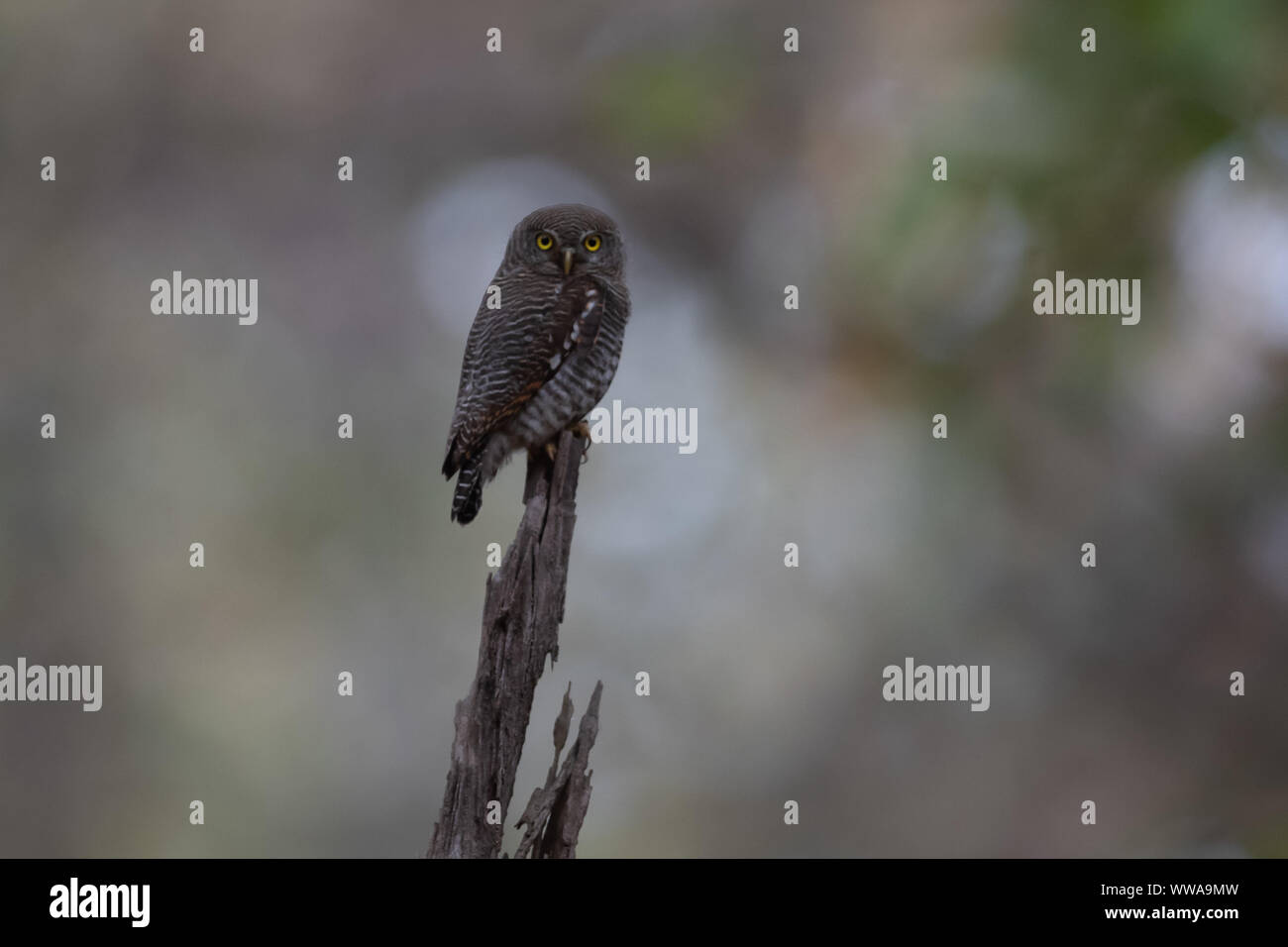 Braun Hawk Owl (Ninox scutulata) Sitzstangen auf einem Baumstumpf in Indien Stockfoto