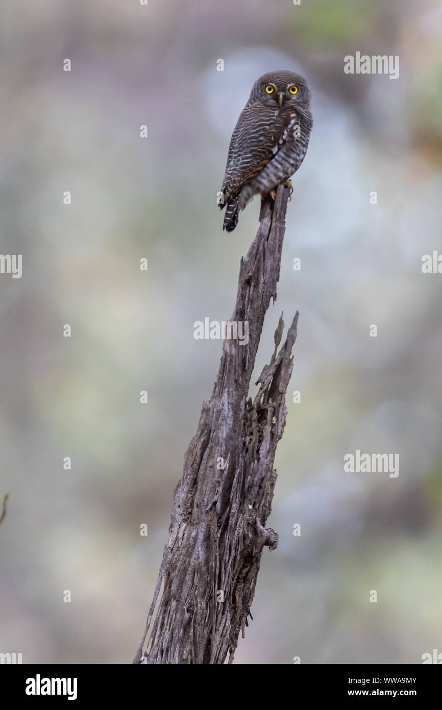 Braun Hawk Owl (Ninox scutulata) Sitzstangen auf einem Baumstumpf in Indien Stockfoto
