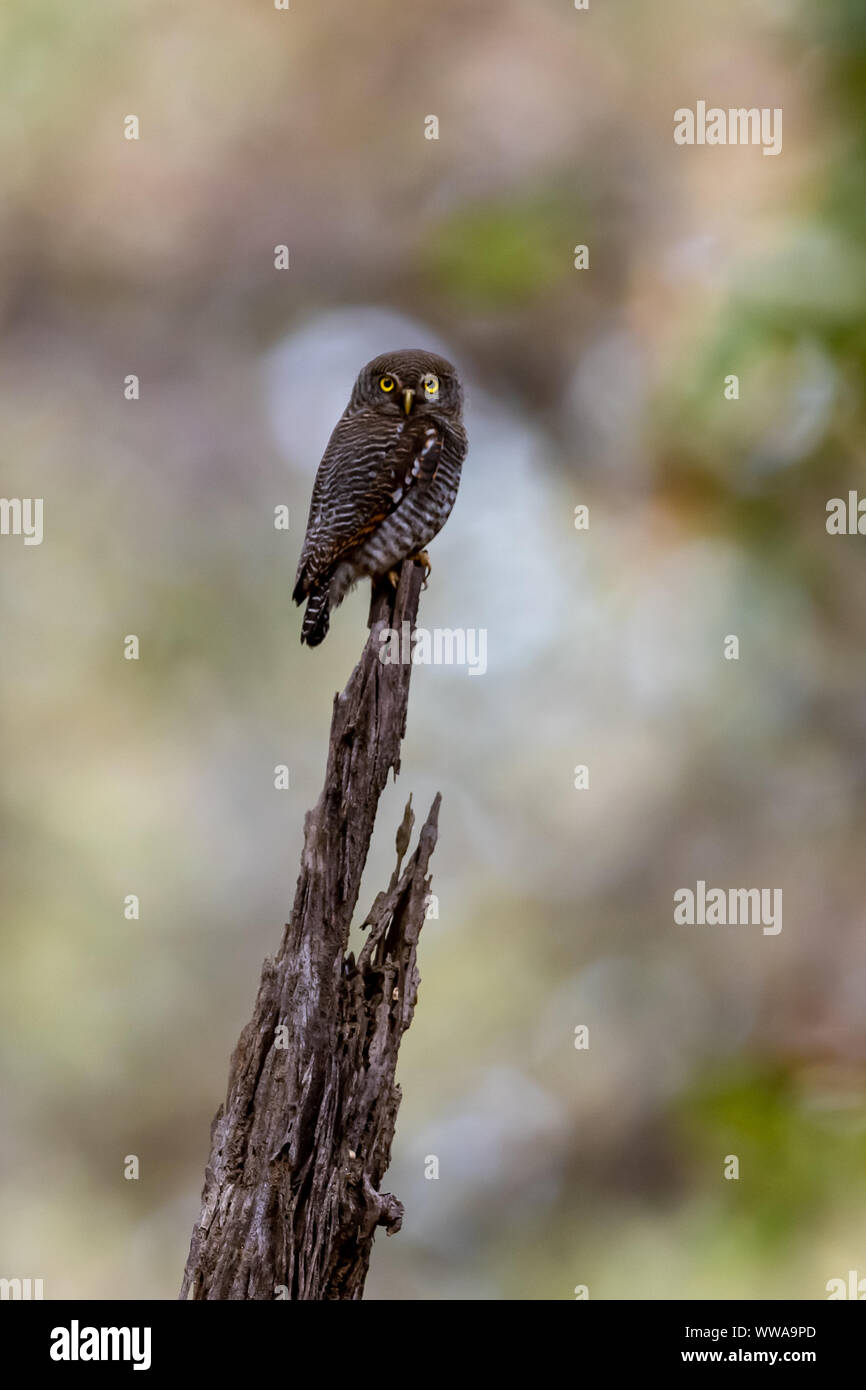 Braun Hawk Owl (Ninox scutulata) Sitzstangen auf einem Baumstumpf in Indien Stockfoto