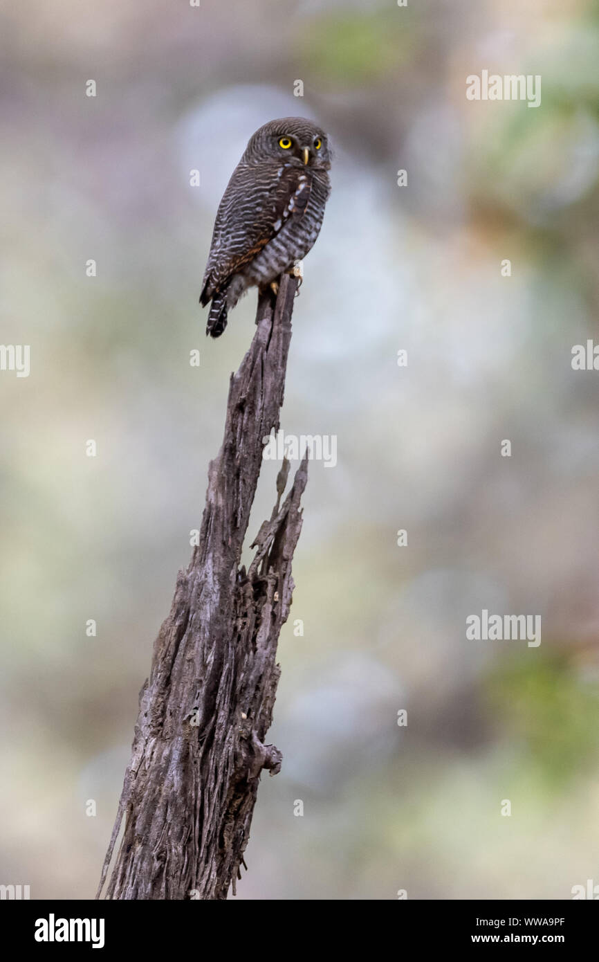 Braun Hawk Owl (Ninox scutulata) Sitzstangen auf einem Baumstumpf in Indien Stockfoto