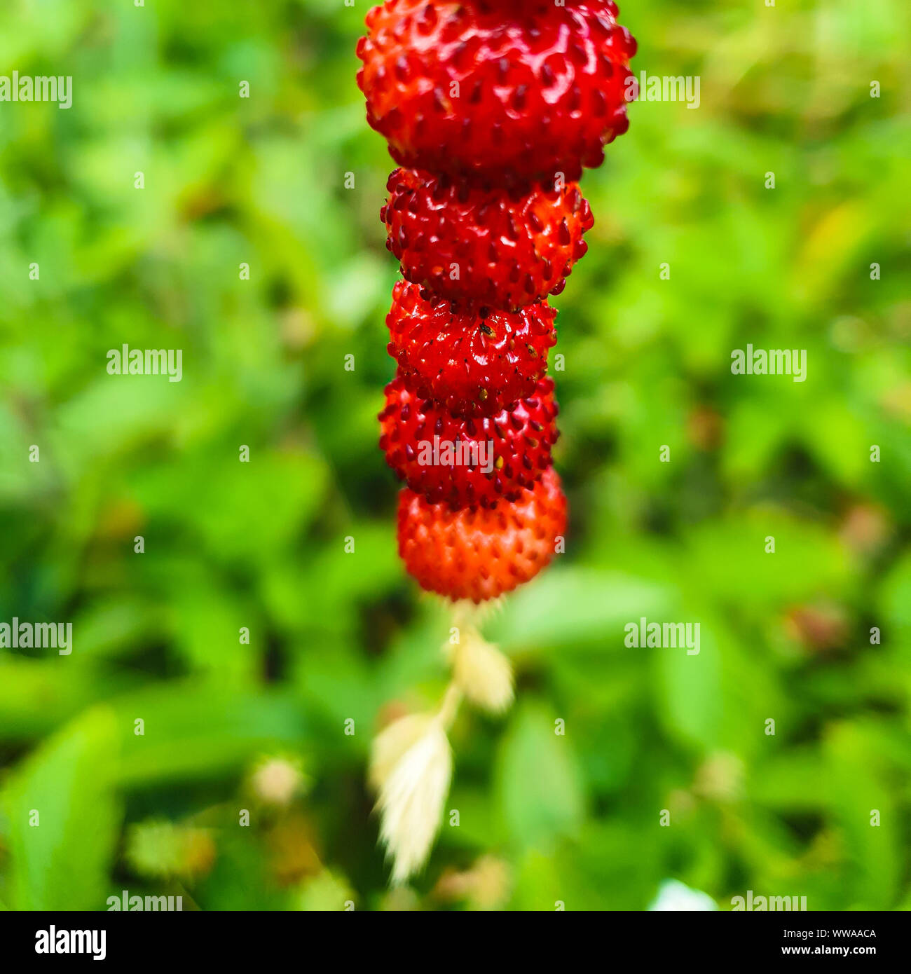 Wilde Erdbeeren auf einem Strohhalm. Sonnige grün Sommer Natur im Hintergrund Stockfoto