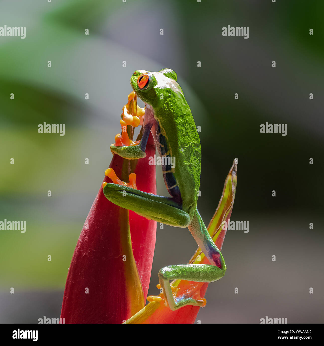 Einen rotäugigen Baumfrosch, Agalychnis callidryas, lustige Frosch in Costa Rica, Klettern auf einem Sittich Blume Stockfoto