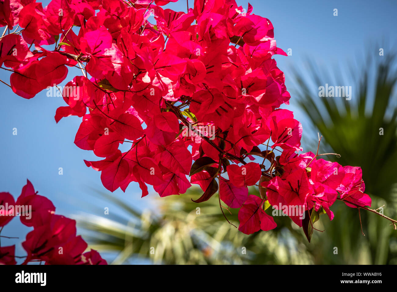 Bougainvillea Blumen im Sonnenlicht. Stockfoto