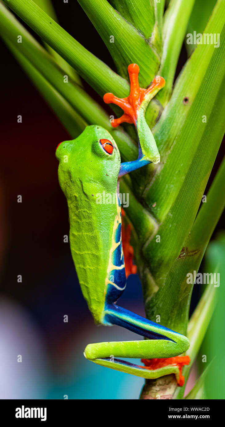 Agalychnis callidryas, ein rotesider Baumfrosch, lustiger Frosch in Costa Rica Stockfoto