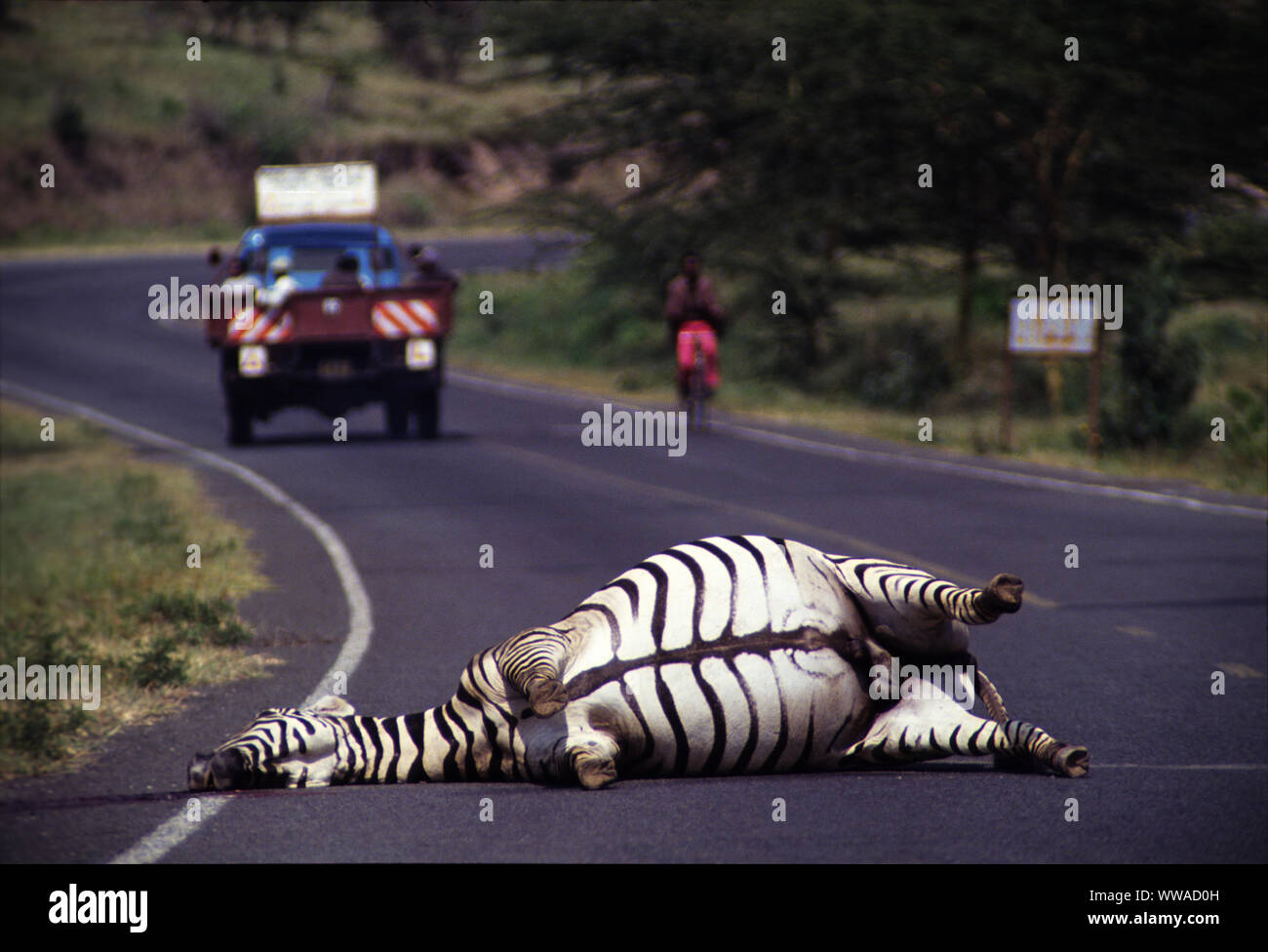 Zebra schlagen und durch ein Auto in Lake Naivasha Straße getötet, Kenia Stockfoto