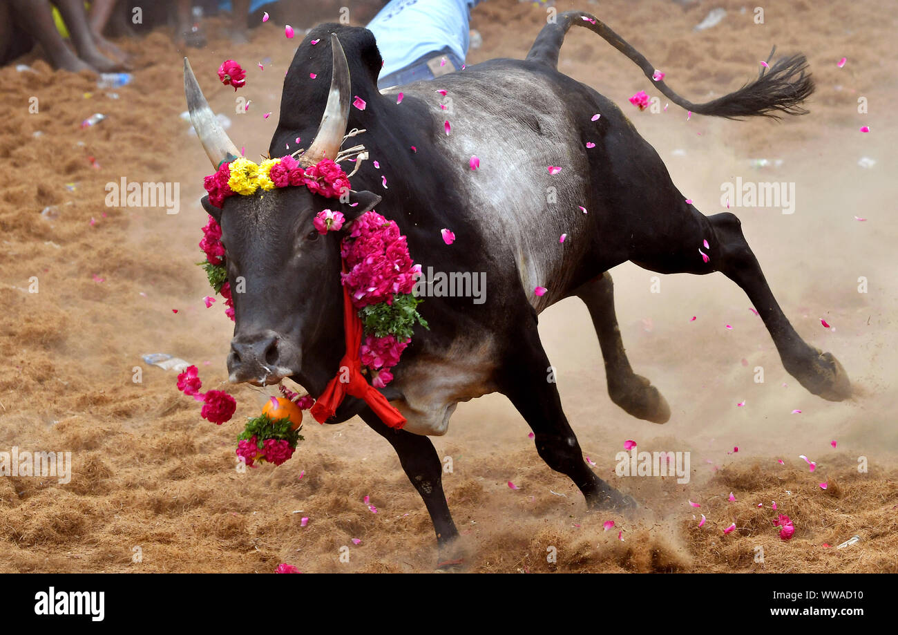 Jallikattu oder Zähmung der Stier (Indische Stierkampf) ist in den Dörfern von Tamil Nadu, Indien statt. Als Teil der Harvest Festival. Pudukkottai, Stockfoto
