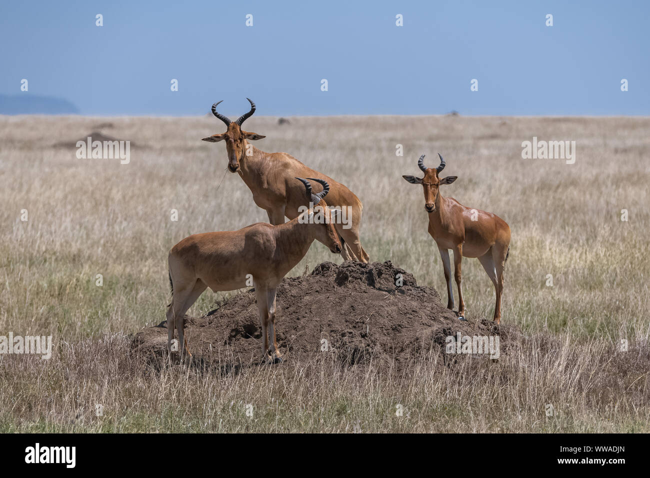 Antilopen beobachten über eine termite, auf der Suche nach Löwen Stockfoto