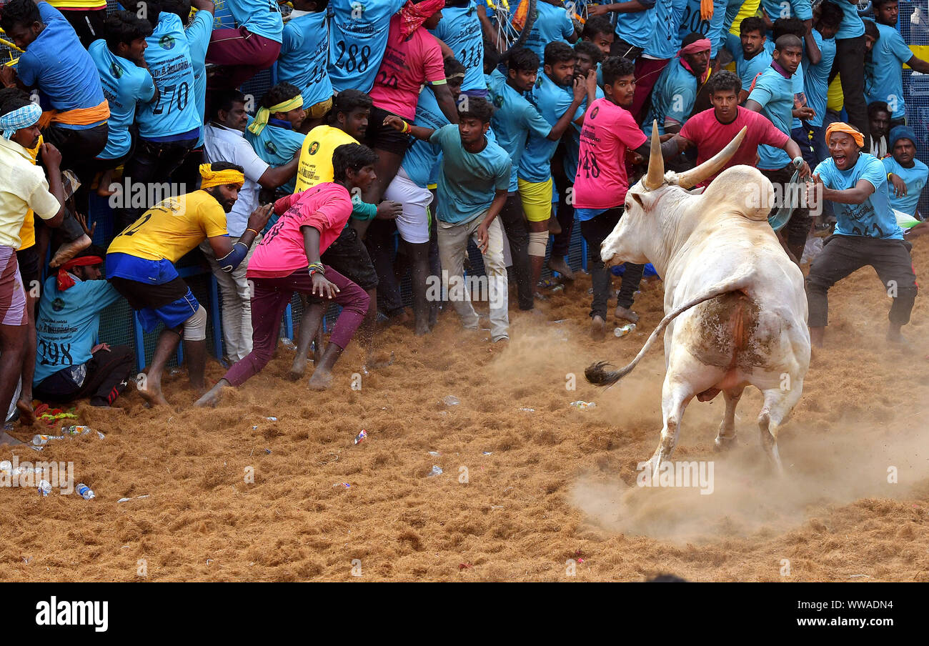 Jallikattu oder Zähmung der Stier (Indische Stierkampf) ist in den Dörfern von Tamil Nadu, Indien statt. Als Teil der Harvest Festival. Pudukkottai, Stockfoto