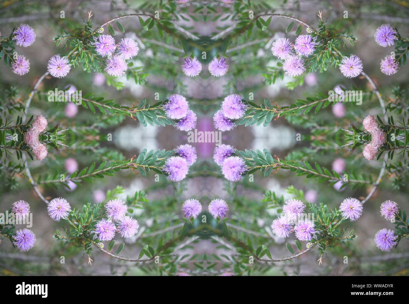 Folhas Composição com Flores e Stockfoto