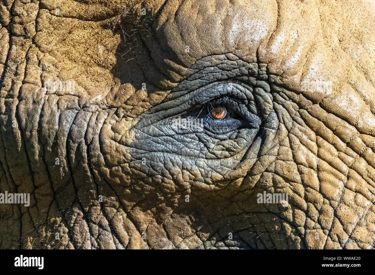 Ein Elefant, der Augen, der Haut, der Textur und Falten, Detail Stockfoto