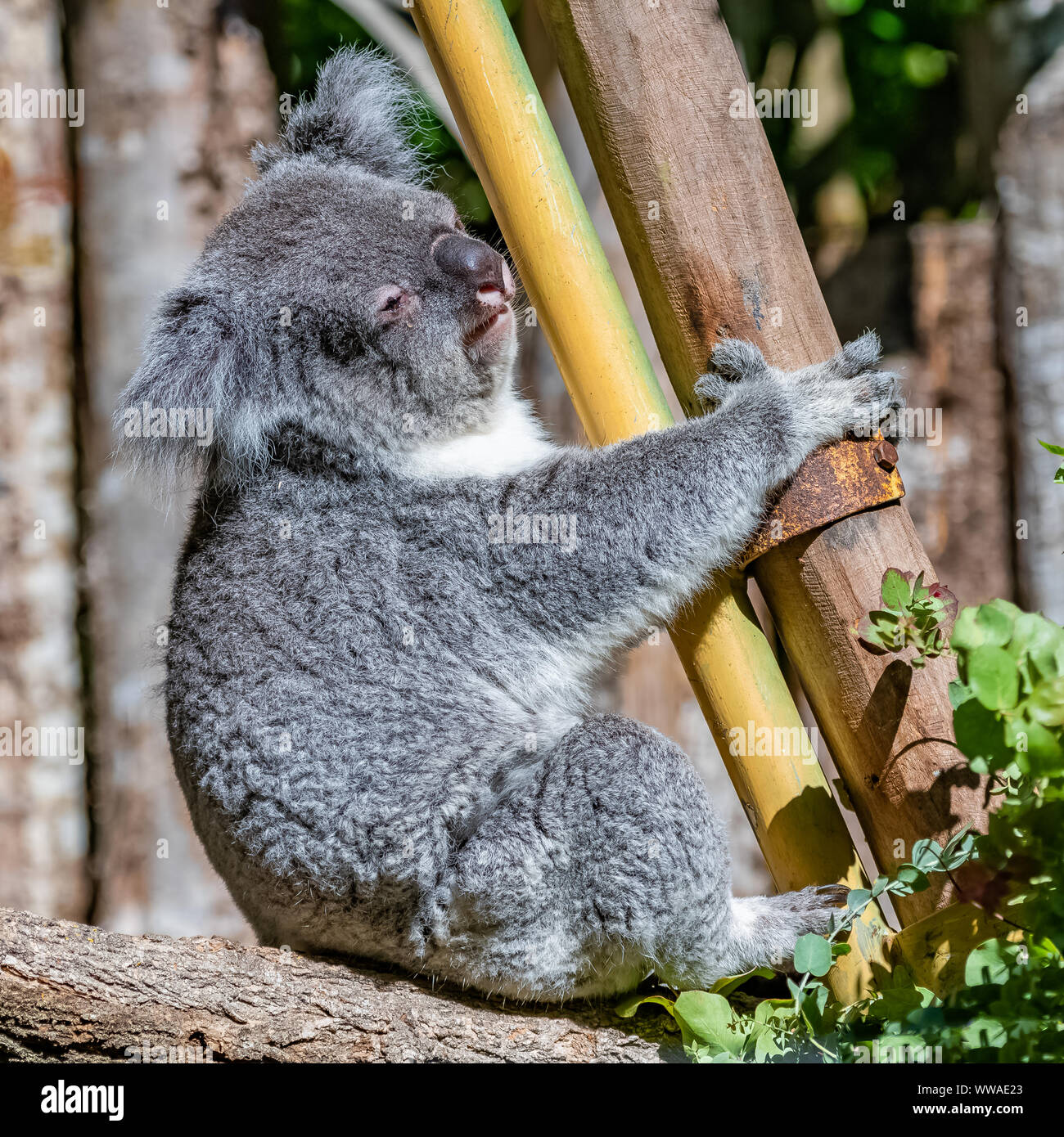 Koala, Phascolarctos cinereus, niedliche Tier klettern auf einen Baum Stockfoto